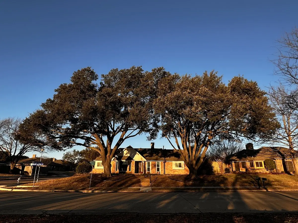 Established residential canopy tree shading a home in Fayetteville